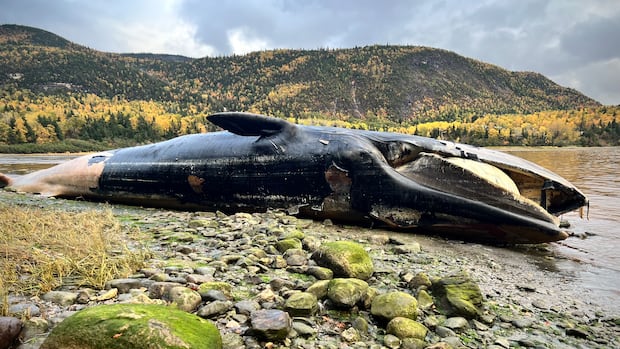 'Going to be a bad stink,’ says man about rotting dead whale on Newfoundland’s west coast