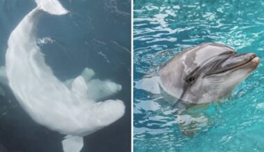 Ex-Marineland beluga that died in Spain developed 'complex clinical condition,' aquarium says