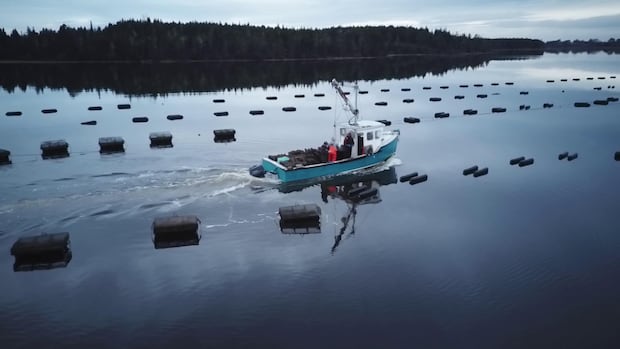 Report finds Argyle municipal actions on aquaculture not criminal, but public concerns legitimate