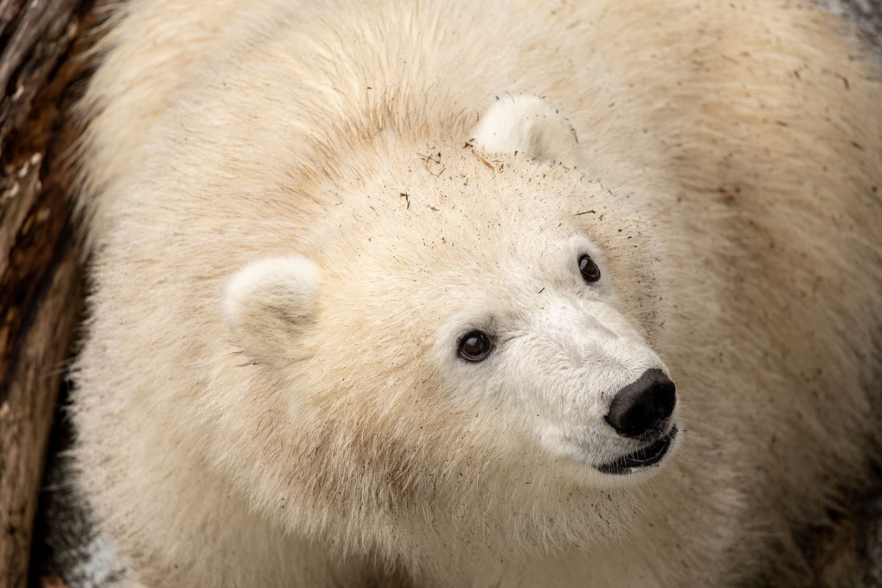 Close up of a polar bear's face.