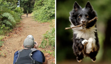 Photographer Reveals How He Captures Joyful Photos Of Dogs In Flight