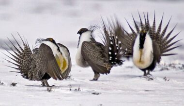 Alberta removes habitat protections for endangered greater sage grouse to support industrial development