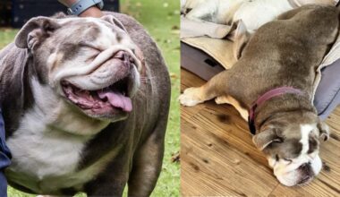 Massive 70lb Dog the Size of Baby Hippo Sheds Pounds and Gets New Home