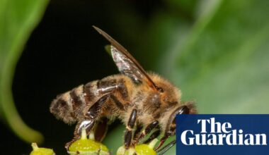 Honeybees are barging aside wild pollinators in hunt for pollen and nectar, study finds | Bees