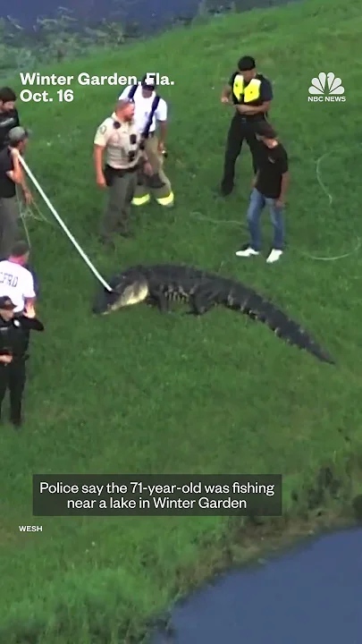 12-foot alligator caught after deadly attack in Florida - YouTube