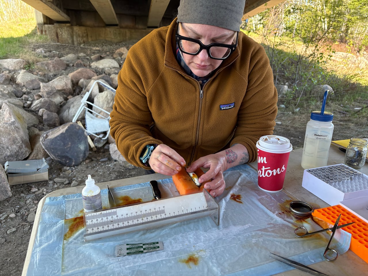 A person sitting at a table filled with scientific equipment holds a small fish to insert a tag into.
