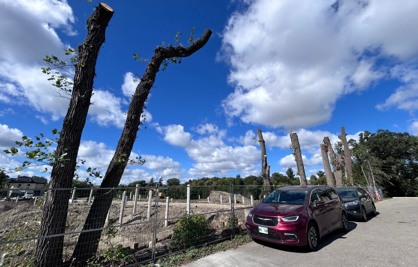 Advocates planting the seed of a tree protection law in Winnipeg’s election – Winnipeg Free Press