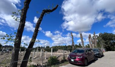 Advocates planting the seed of a tree protection law in Winnipeg’s election – Winnipeg Free Press