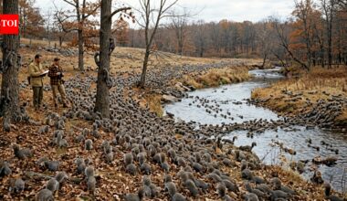 In 1968, millions of grey squirrels moved across America in a puzzling wildlife event, and scientists traced a possible clue to the acorn crop of 1967 | World News
