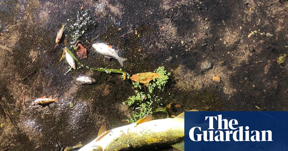 Four years ago countries made a historic deal to save nature. Is it dead in the water? | Cop17 biodiversity summit