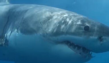 Great White Shark Providing Researchers with New Data from Newfoundland's Grand Banks
