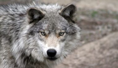 Wolf euthanized following attack in Northern Sask.