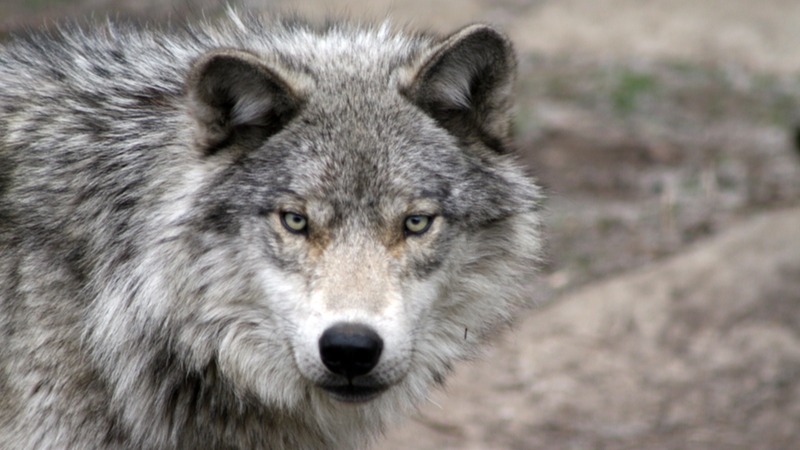 Wolf euthanized following attack in Northern Sask.