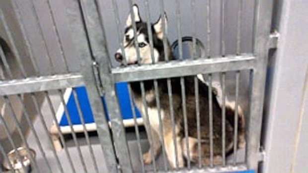 City looks to give animal bylaw more teeth