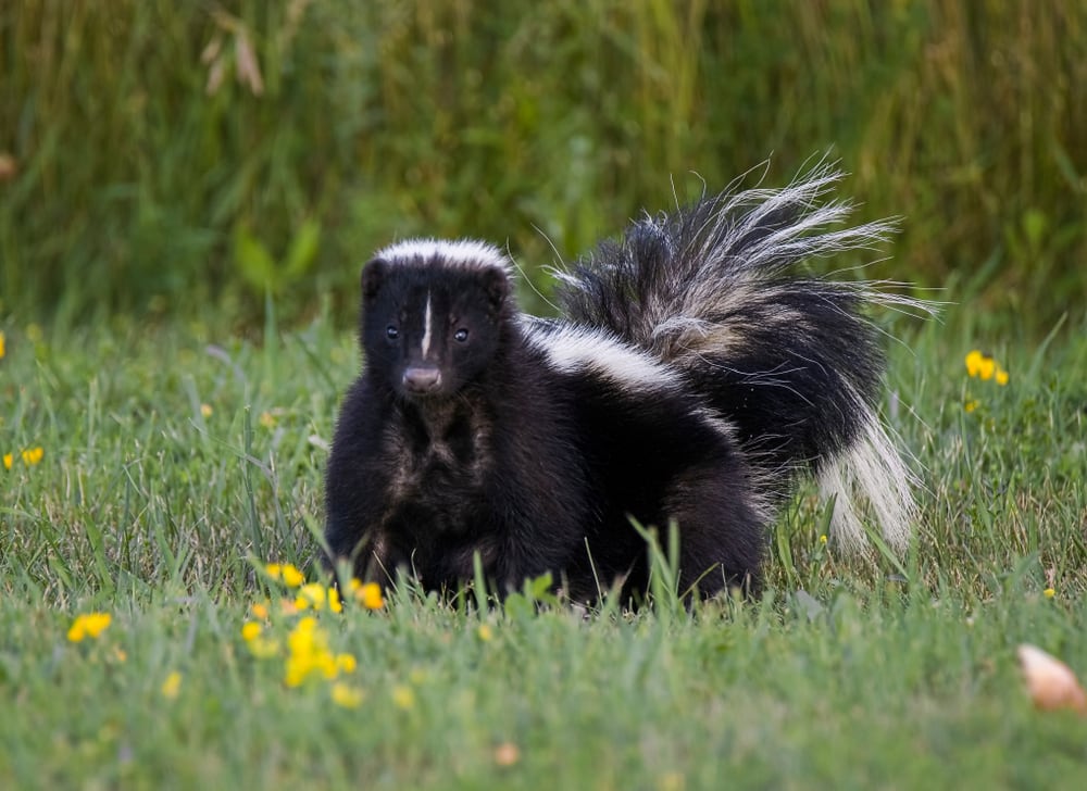 A black-and-white skunk is seen on grass.