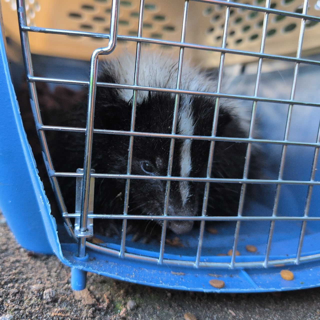 A skunk is seen in a cage.