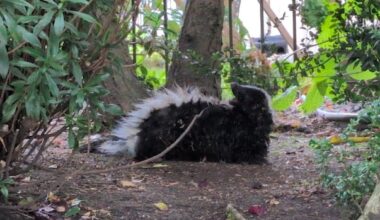 Number of people bitten by rabid skunk in downtown Vancouver: officials