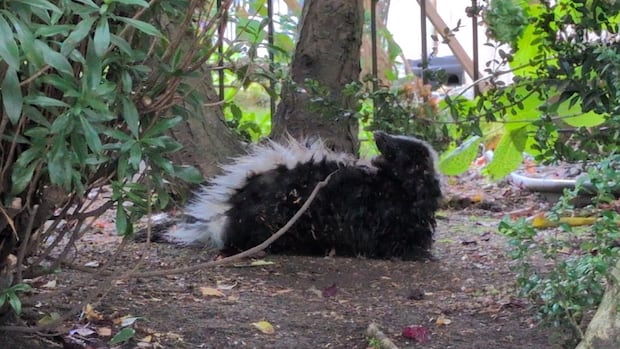 Number of people bitten by rabid skunk in downtown Vancouver: officials