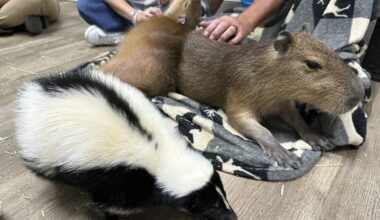 Skunk in downtown Vancouver that bit people tests positive for rabies