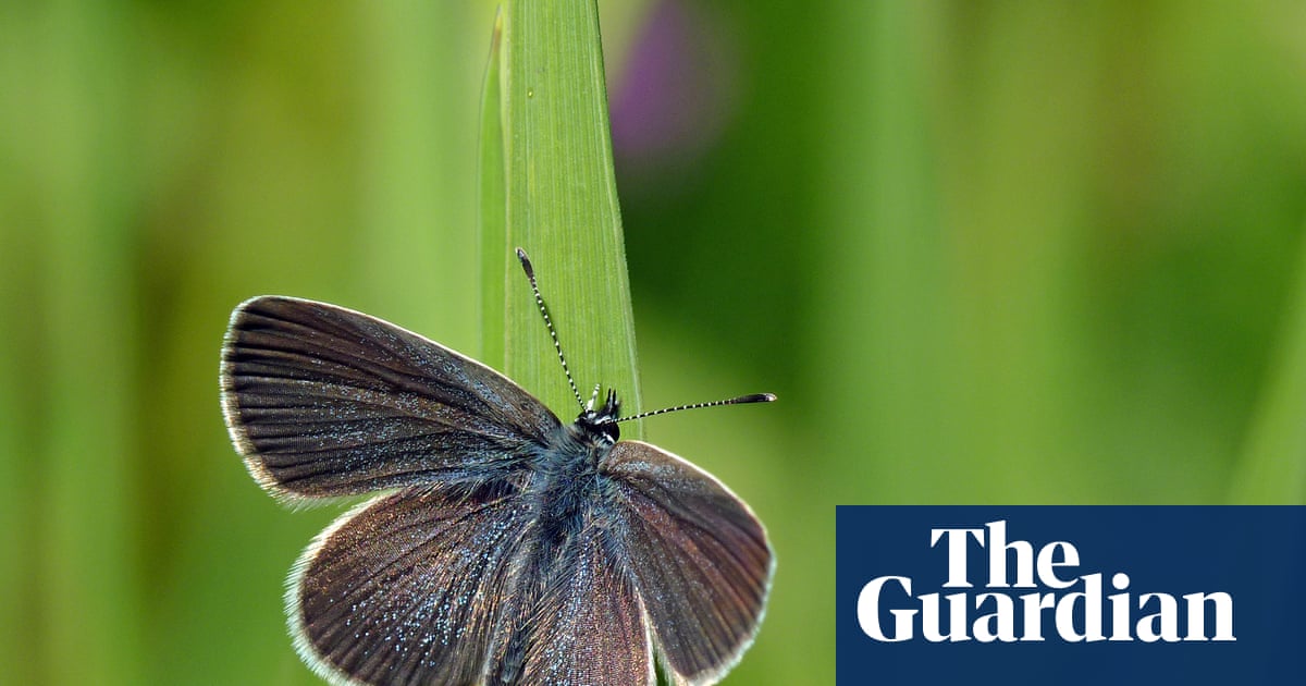 ‘This isn’t greenwashing’: thousands of butterflies surprise experts on restored West Sussex farmland | Wildlife
