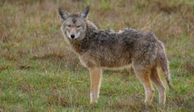 Viral wildlife video captures coyote launching itself into the air to snatch a pear off a tree