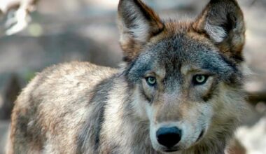 Wolf euthanized after rare attack near Cameco site in northern Sask.