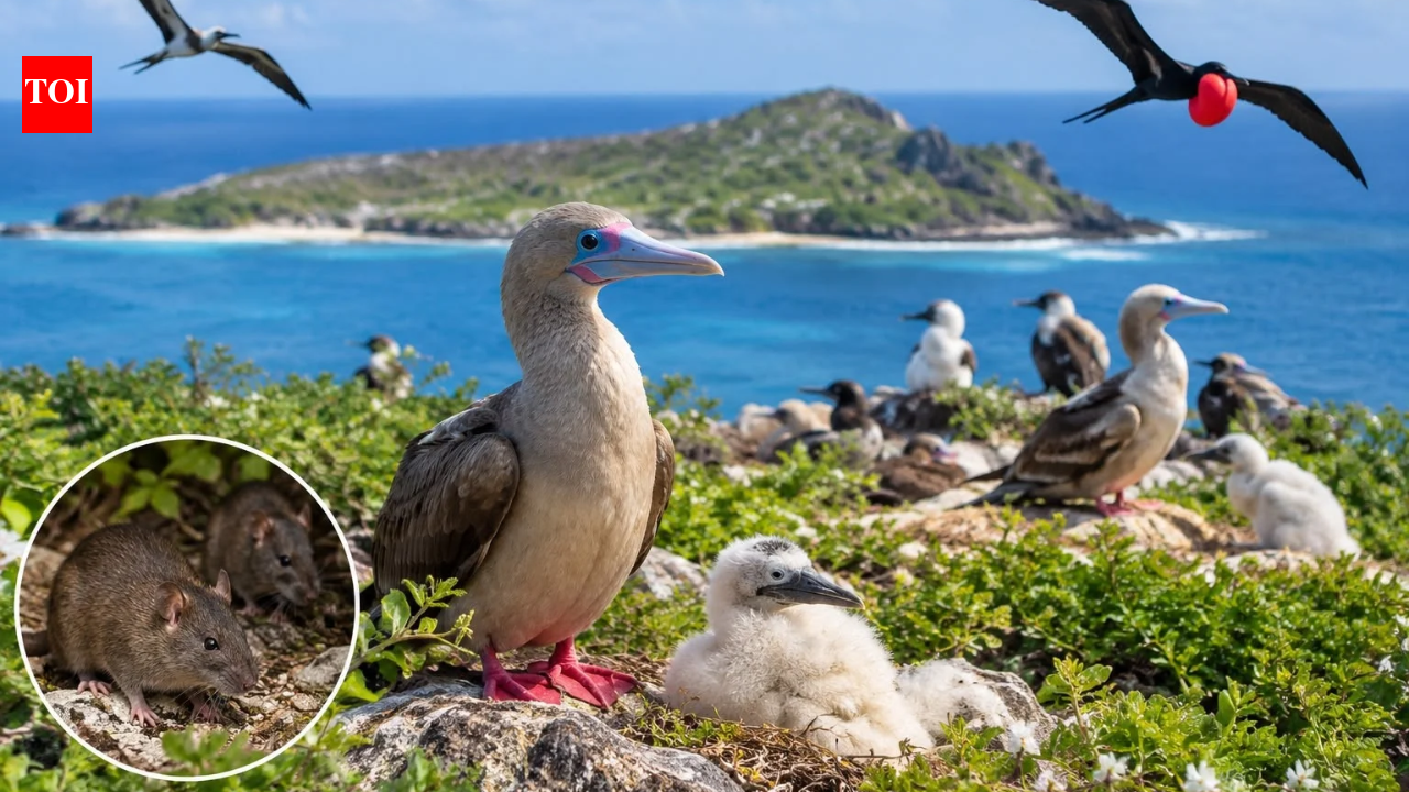 After invasive rats were eliminated from a Pacific island in 2005, scientists monitored seabirds for years; three species eventually recorded populations two to ten times larger than before the removal