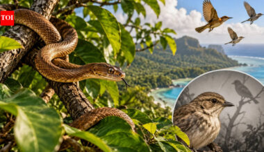 Scientists are developing a rapid DNA test to detect invasive brown tree snakes in minutes before they spread from Guam to other Pacific islands |