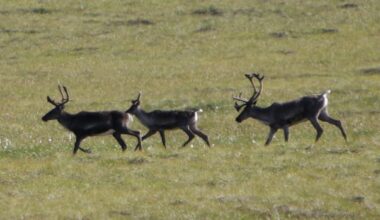 Porcupine caribou herd may overwinter in N.W.T. for 1st time in years