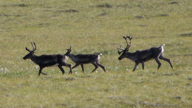 Porcupine caribou herd may overwinter in N.W.T. for 1st time in years