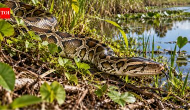 Burmese pythons have established a new breeding hotspot on Florida’s Gulf Coast; wildlife experts suspect escaped or released pets helped create the population |