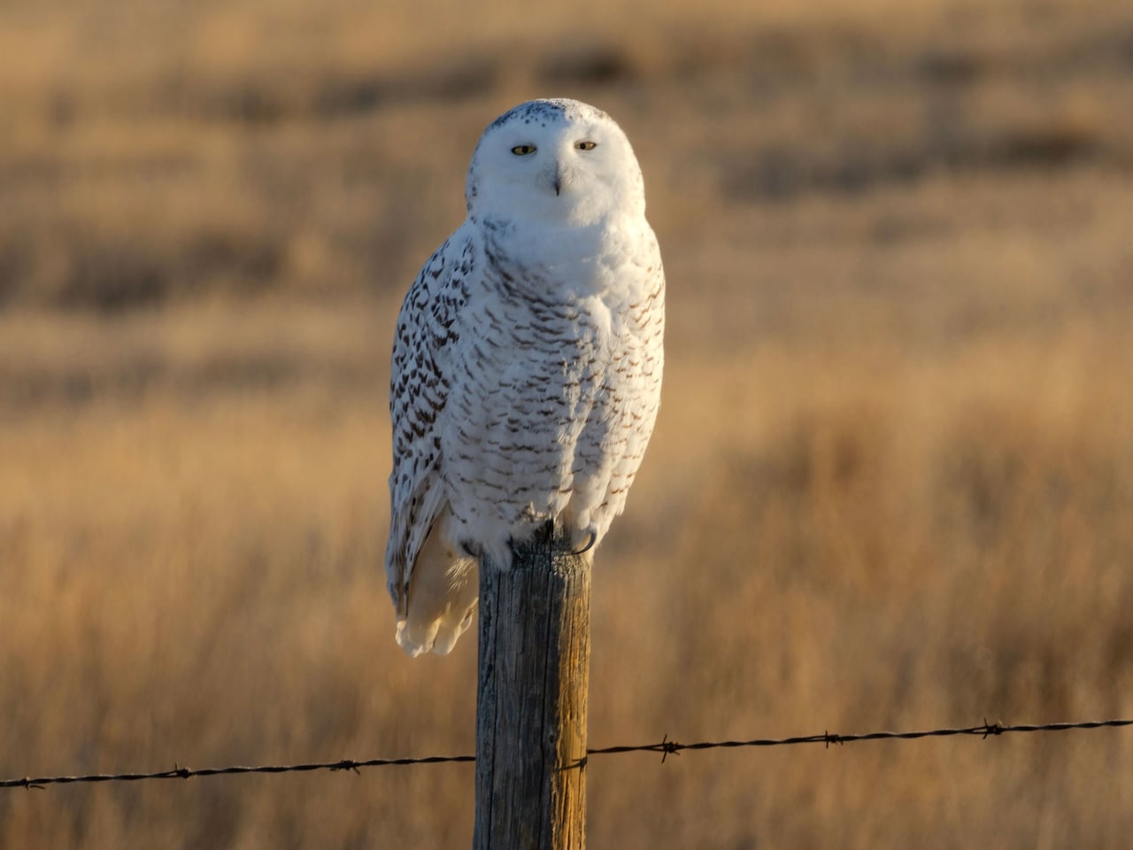 A snowy owl on a fencepost.