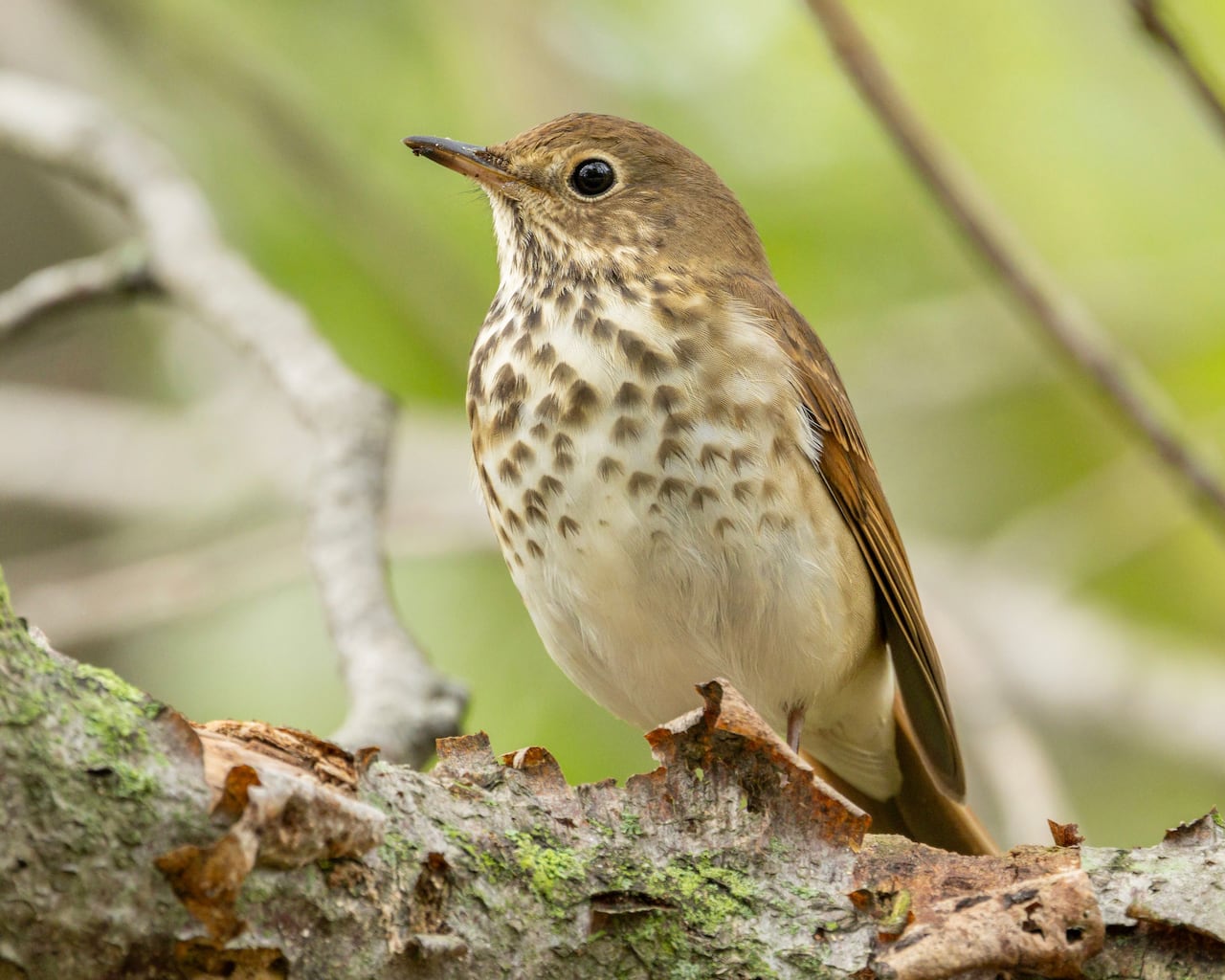 A small brown bird.