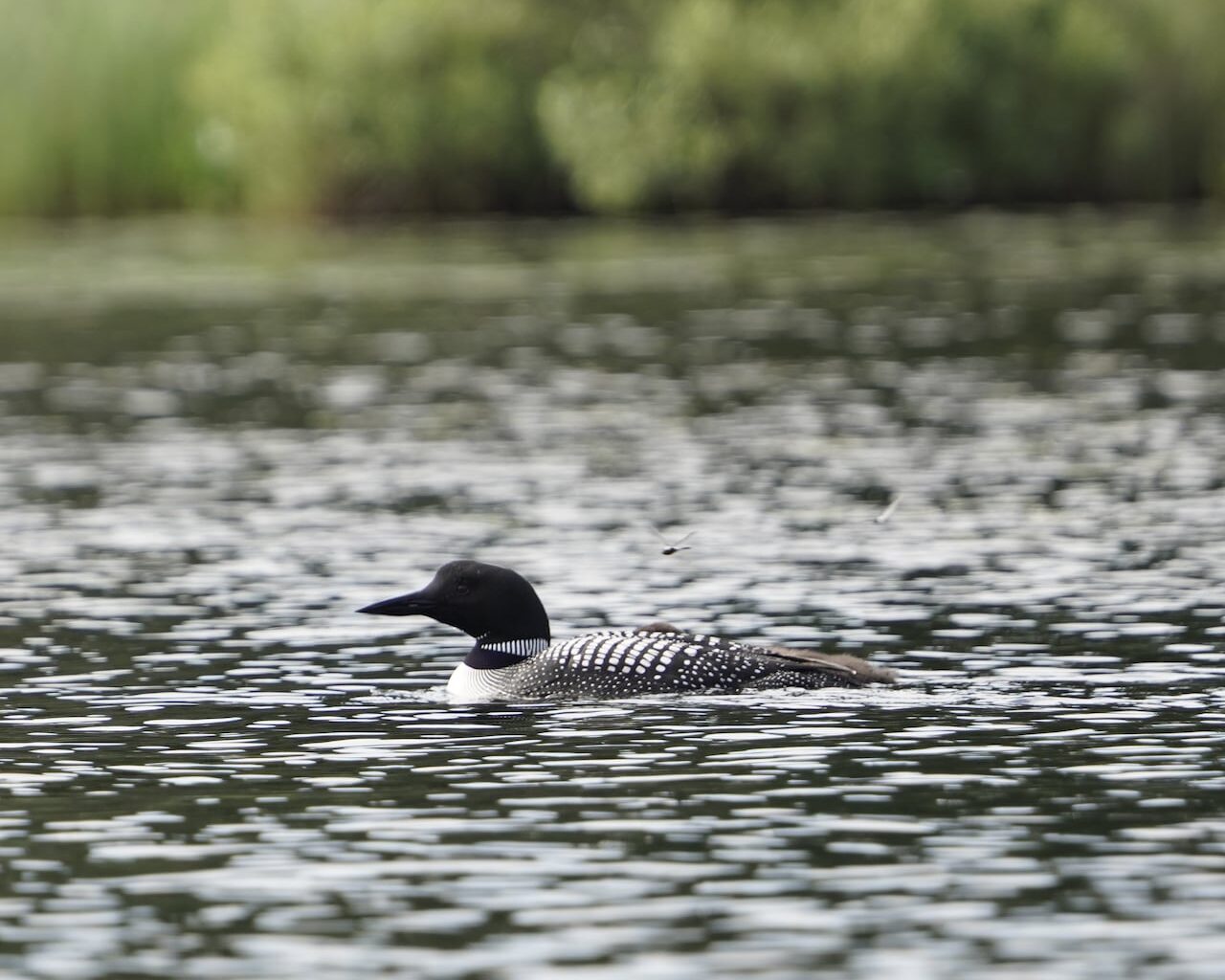Why Canada’s common loon is in danger