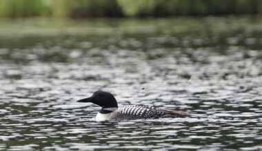 Why Canada’s common loon is in danger