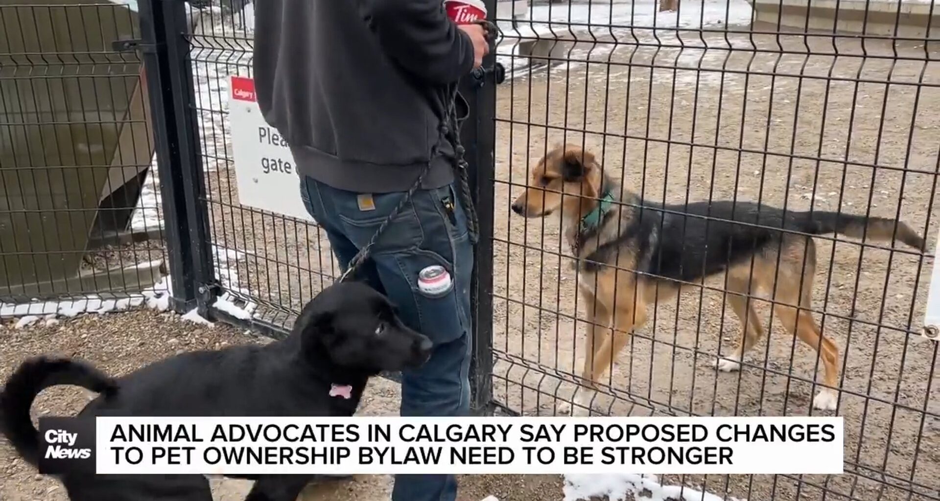 Calgary council to vote on changes to pet ownership bylaw