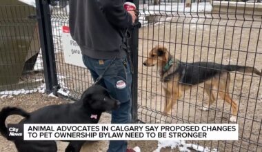 Calgary council to vote on changes to pet ownership bylaw