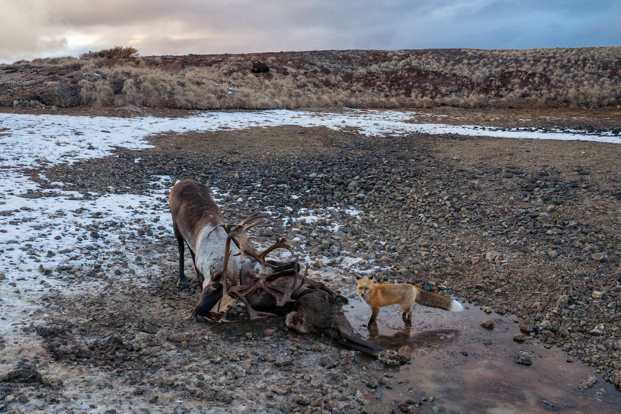 A fox and two caribou in the wild.