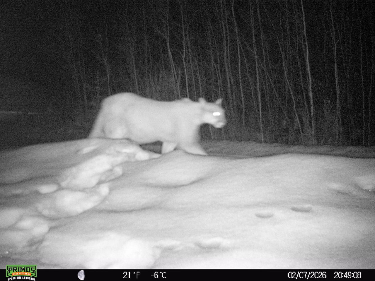 A black-and white-image of a cougar walking in the snow.