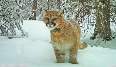 Most cougar deaths in Alberta study were caused by people