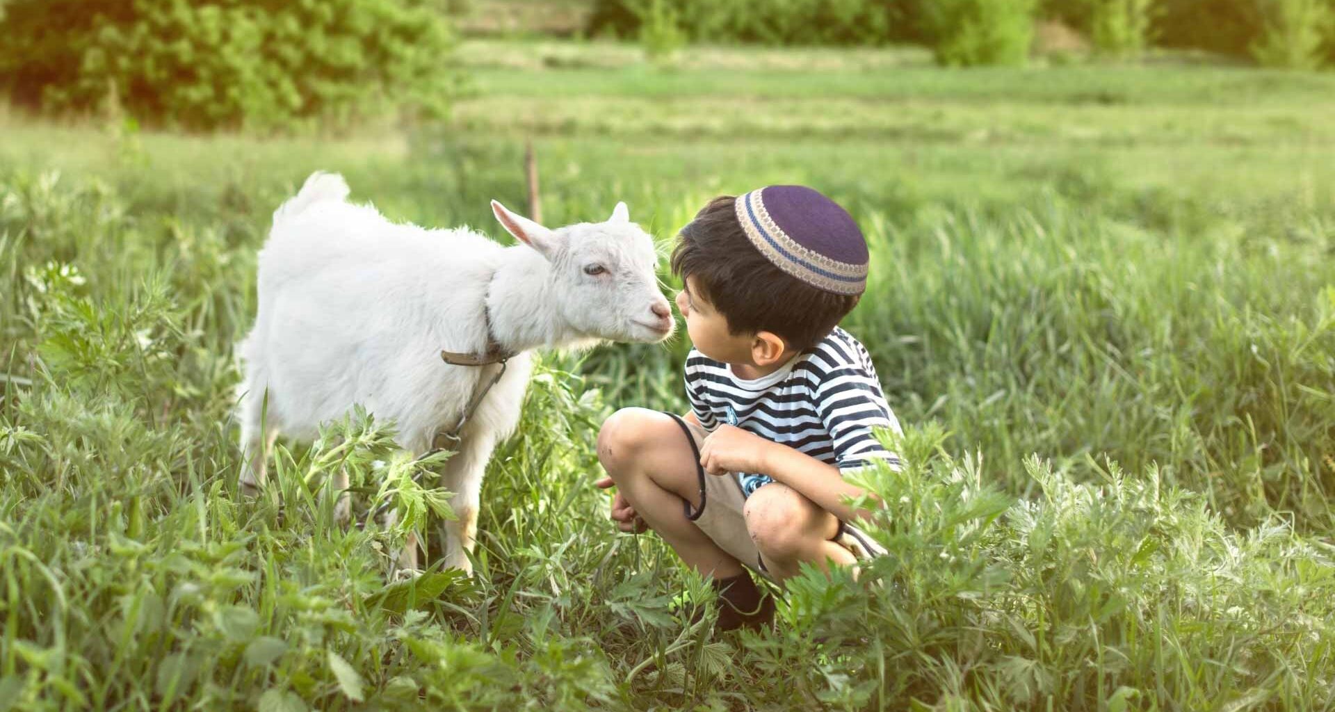 Child visiting a goat at LChaim Farm in Dania Beach