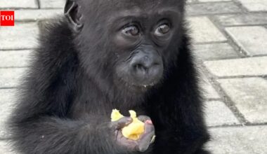 Wildlife traffickers may have killed her family to capture her; rescued baby gorilla Bili begins a second life in Congo