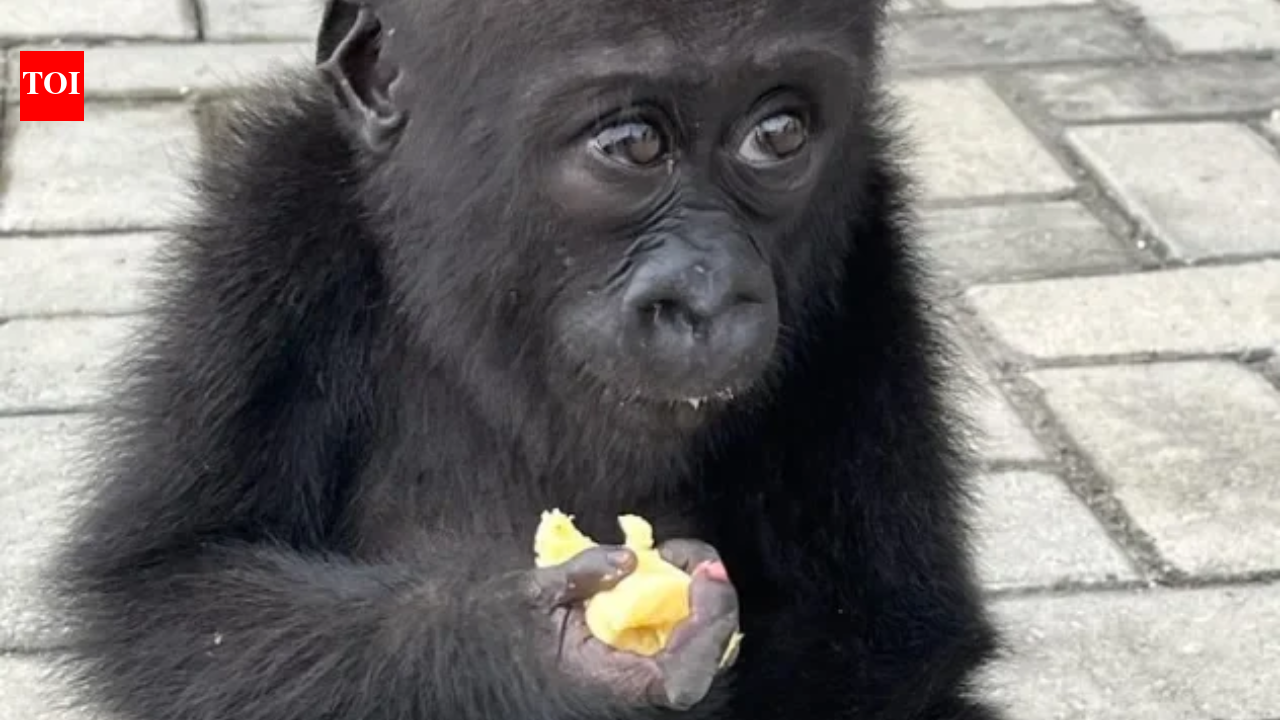 Wildlife traffickers may have killed her family to capture her; rescued baby gorilla Bili begins a second life in Congo