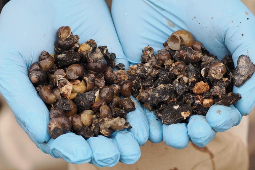 Two hands covered in latex gloves hold handfuls of snail shells mixed with river rocks