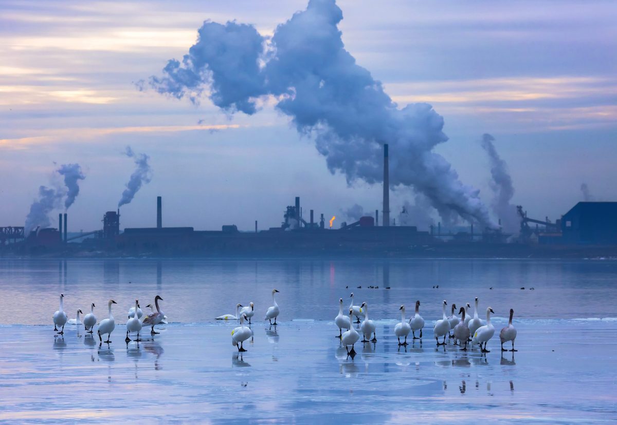 Trumpeter swans socialising on Hamilton Harbour, Lake Ontario.