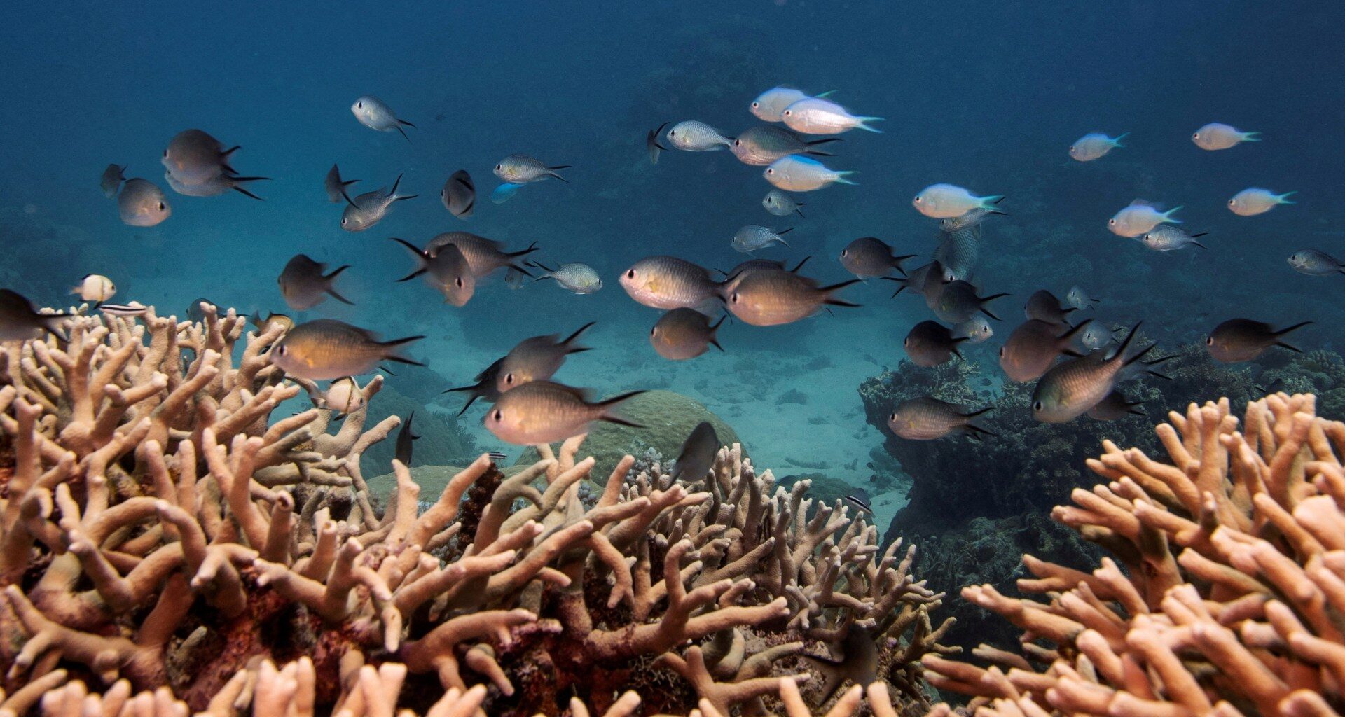 Almost all shallow-water coral reefs now face extinction risk, study warns | Climate News