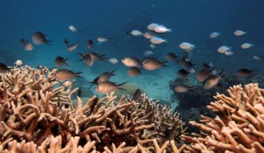 Almost all shallow-water coral reefs now face extinction risk, study warns | Climate News