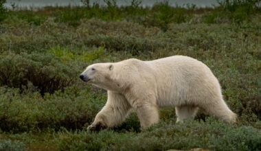 Churchill, Manitoba, offers more than polar bears for fall visitors — Part 2 of 2