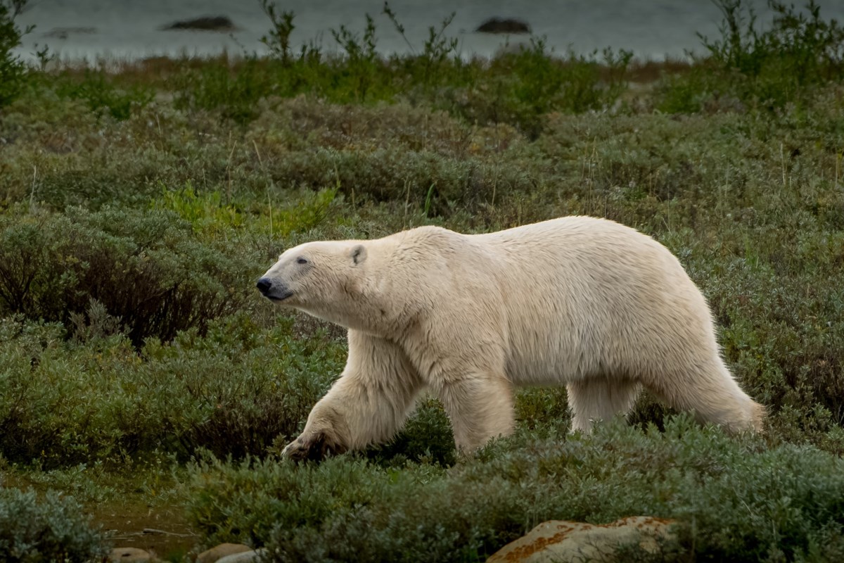 Churchill, Manitoba, offers more than polar bears for fall visitors — Part 2 of 2