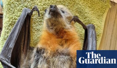Flying foxes in NSW and Victoria face mass starvation amid food shortages | Wildlife
